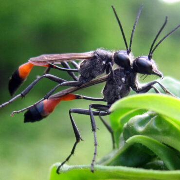 Наездники на осах