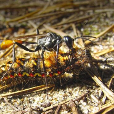 Оса всадник