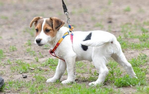 Парсон-рассел-терьер-собака-Описание-особенности-виды-характер-и-уход-за-породой-17
