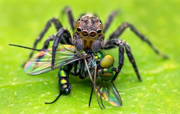 Edderkopp-hest-beskrivelse-funksjoner-arter-livsstil-og-habitat-hest-17