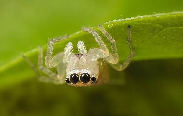 Edderkopp-hest-beskrivelse-funksjoner-arter-livsstil-og-habitat-hest-21