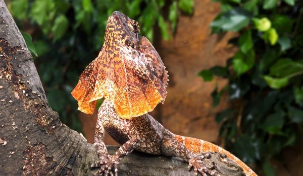Фото: Плащеносная ящерица в природе