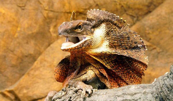 Фото: Плащеносная ящерица