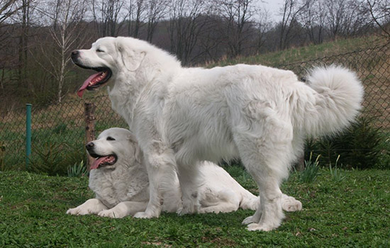 Порода собак польская подгалянская овчарка и ее характеристики с фото