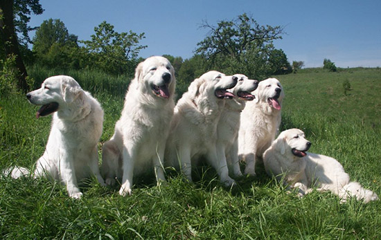 Порода собак польская подгалянская овчарка и ее характеристики с фото