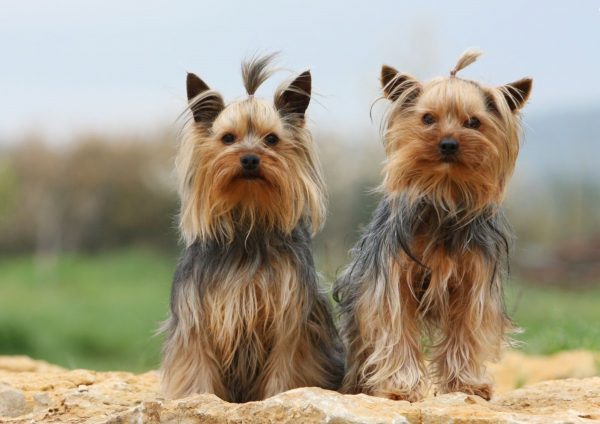 Йоркширский терьер