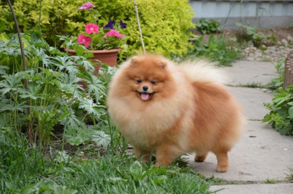 Померанский шпиц