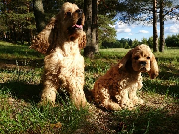 Американский кокер-спаниель