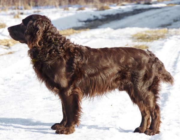 Перепелиная собака