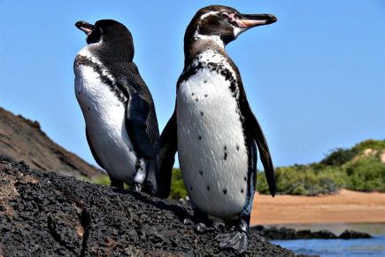 Галапагосский пингвин