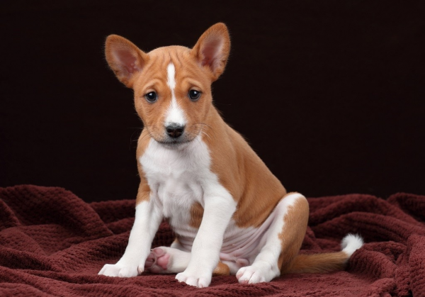 Щенок басенджи