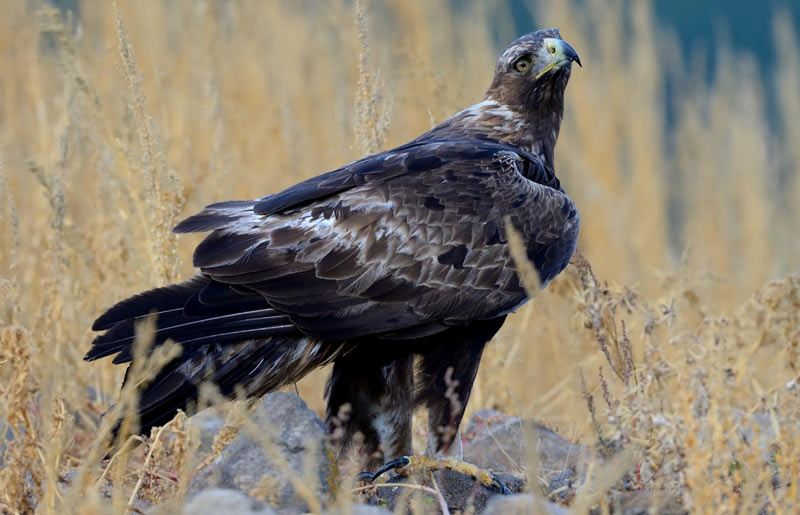 Птицы Краснодарского края: Беркут Птицы Краснодарского края: Беркут