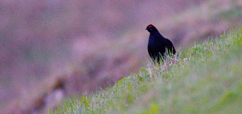 Птицы Краснодарского края: кавказский тетерев Птицы Краснодарского края: кавказский тетерев