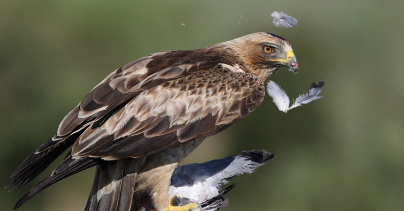 Птицы Краснодарского края: Белоголовый орел Птицы Краснодарского края: Белоголовый орел