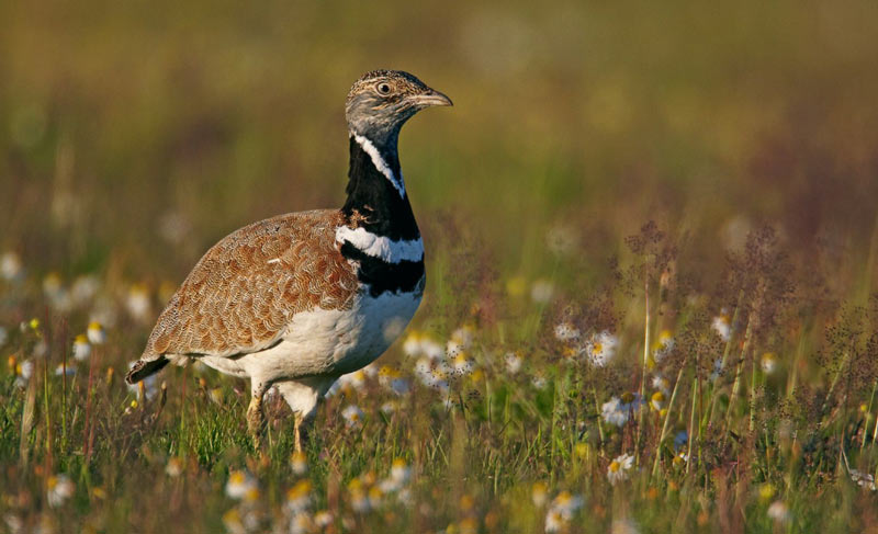 Птицы Краснодарского края: стрепет Птицы Краснодарского края: стрепет
