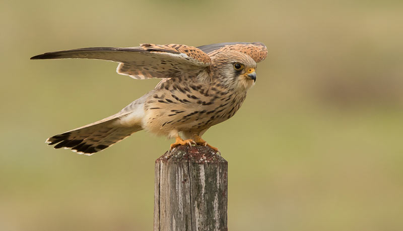 Птицы Краснодарского края: Степной сокол Птицы Краснодарского края: Степной сокол