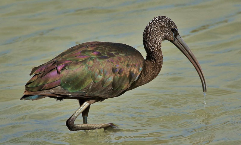 Птицы Краснодарского края: Каравайка Птицы Краснодарского края: Каравайка