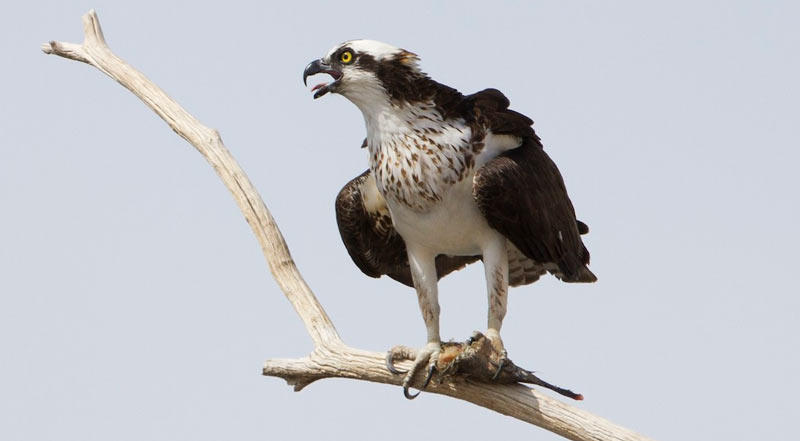 Птицы Краснодарского края: скопа Птицы Краснодарского края: скопа