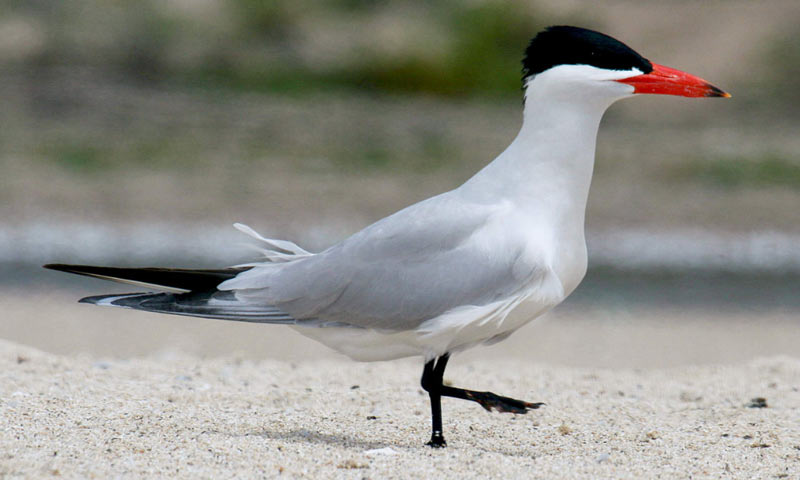 Птицы Краснодарского края: Чеграва Птицы Краснодарского края: Чеграва