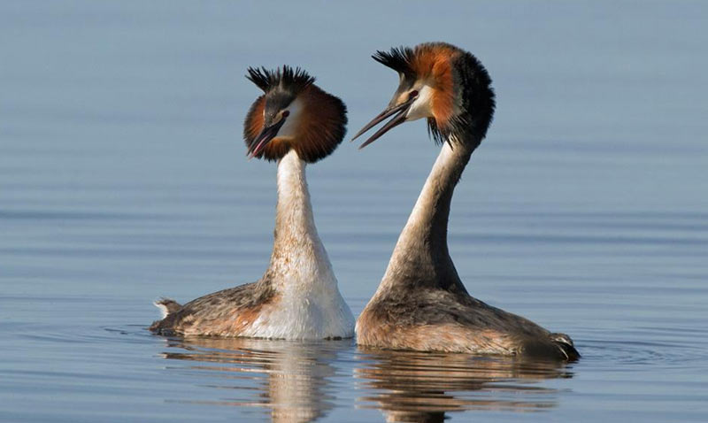 Птицы Краснодарского края: верхняя купировка Птицы Краснодарского края: верхняя купировка