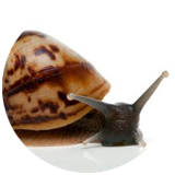 retikulyata-chernogolovaya-4089131