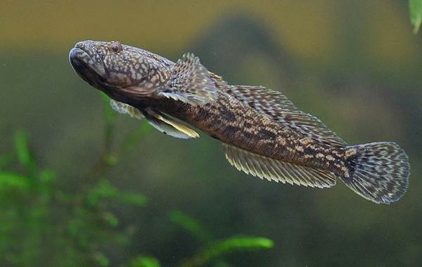 Ротан-рыба-Описание-особенности-виды-образ жизни-и-среда обитания-ротан-10