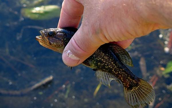 Ротан-рыба-Описание-особенности-виды-образ жизни-и-среда обитания-ротан-11