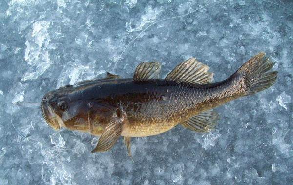 Ротан-рыба-Описание-особенности-виды-образ жизни-и-среда обитания-ротан-34