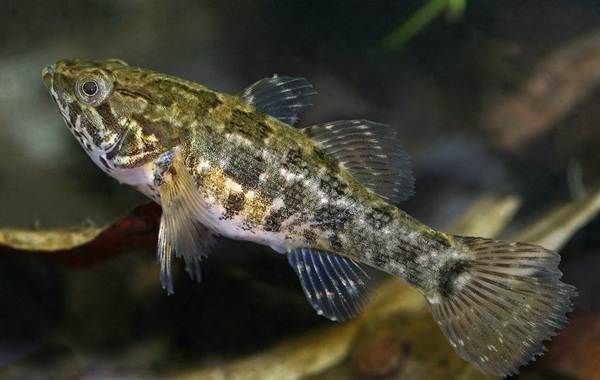 Ротан-рыба-Описание-особенности-виды-образ жизни-и-среда обитания-ротан-8