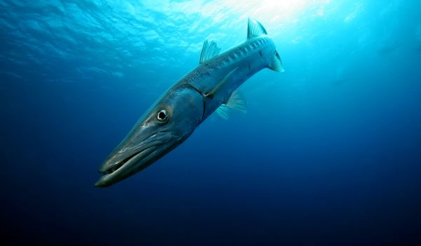 Фото: Рыба барракуда