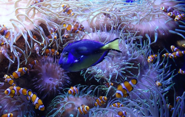 Рыба-хирург-описание-особенности-виды-образ жизни-и-среда обитания-рыба-хирург-16