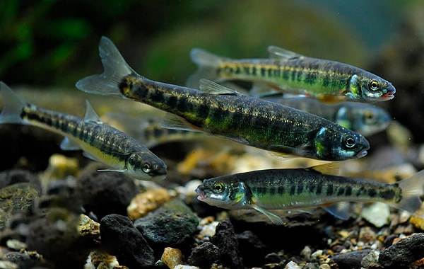 Рыбы-Байкала-Описание-особенности-названия-и-фото-видов-рыбы-в-Байкала-10