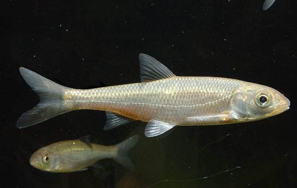 Рыбы-Байкала-Описание-особенности-названия-и-фото-видов-рыбы-в-Байкала-11