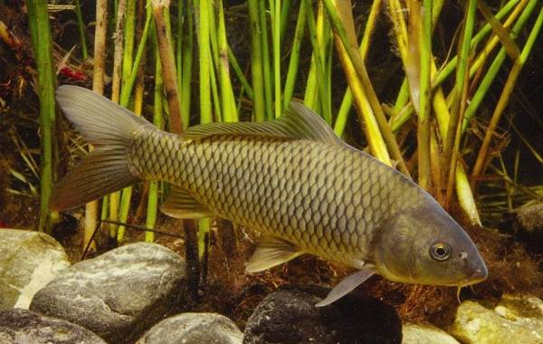 Рыбы-Байкала-Описание-особенности-названия-и-фото-видов-рыбы-в-Байкала-12