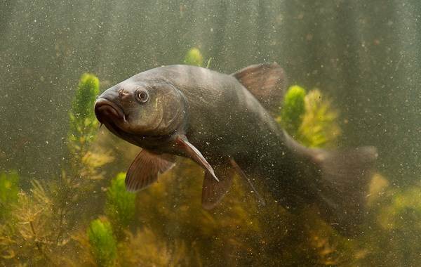 Рыбы-Байкала-Описание-особенности-названия-и-фото-видов-рыбы-в-Байкала-13