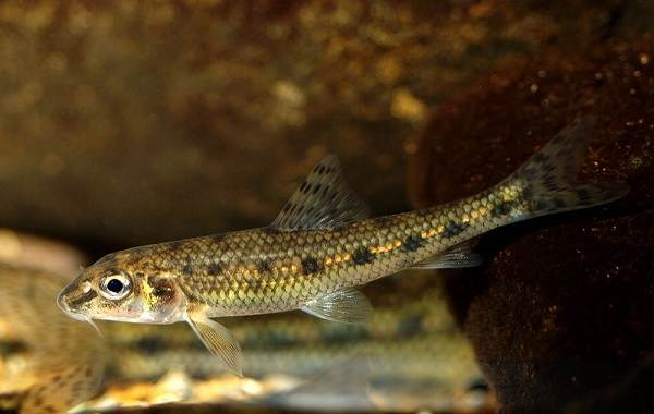 Рыбы-Байкала-Описание-особенности-названия-и-фото-видов-рыбы-в-Байкала-14