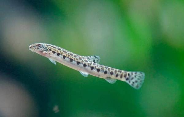 Рыбы-Байкала-Описание-особенности-названия-и-фото-видов-рыбы-в-Байкале-17