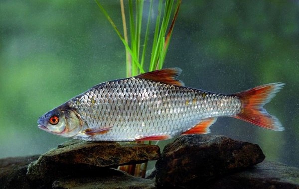 Рыбы-Байкала-Описание-особенности-названия-и-фото-видов-рыбы-в-Байкала-23