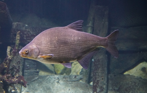 Рыбы-Байкала-Описание-особенности-названия-и-фото-видов-рыбы-в-Байкала-24