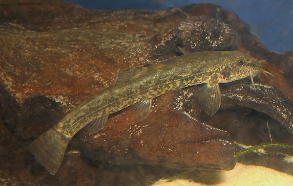 Рыбы-Байкала-Описание-особенности-названия-и-фото-видов-рыбы-в-Байкала-30