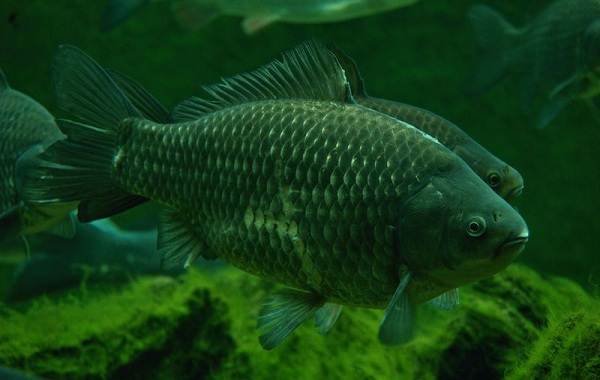 Рыбы-Байкала-Описание-особенности-названия-и-фото-видов-рыбы-в-Байкала-9