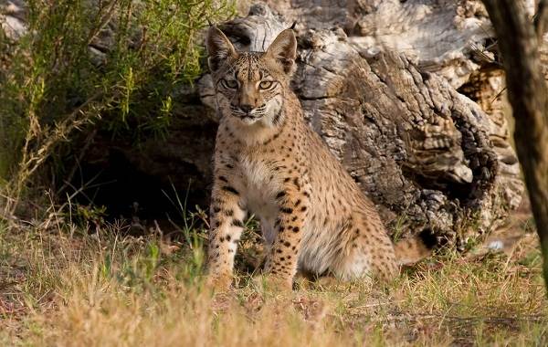 Рысь-животное-описание-особенности-виды-образ жизни-и-среда обитания-рысь-10