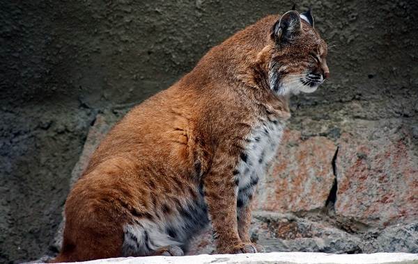 Рысь-животное-описание-особенности-виды-образ жизни-и-среда обитания-рысь-11