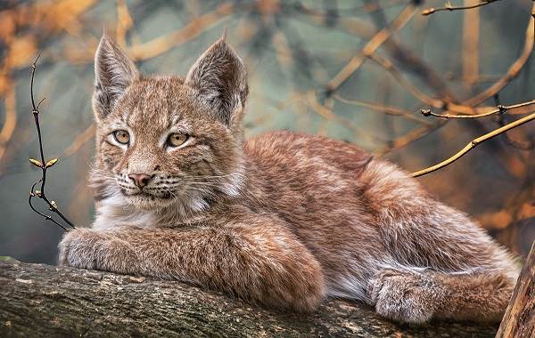 Рысь-животное-описание-особенности-виды-образ жизни-и-среда обитания-рысь-12