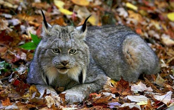 Рысь-животное-описание-особенности-виды-образ жизни-и-среда обитания-рысь-8