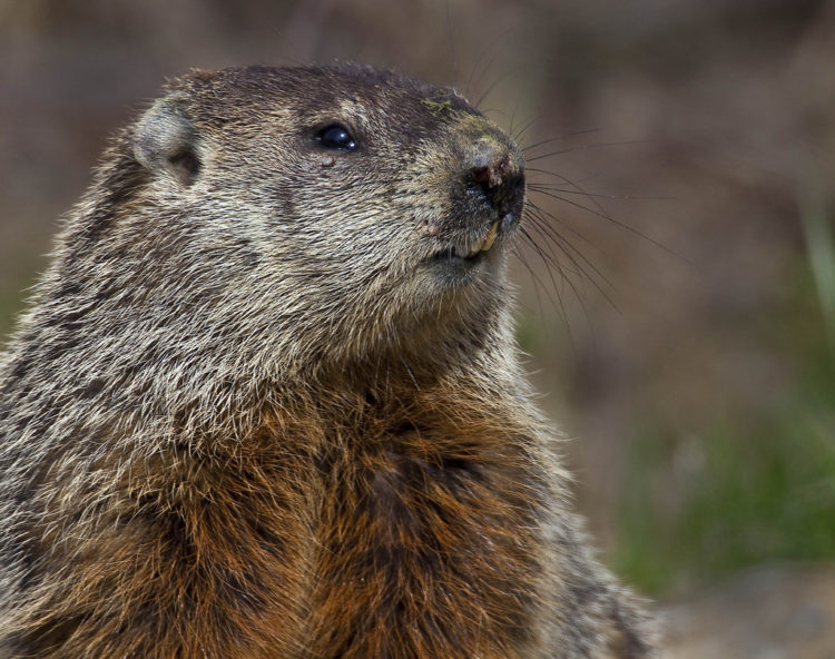 Сурки: особенности грызуна, интересные факты, описание, ареал, питание, враги