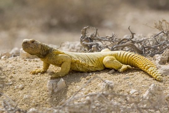 Растительный мир Африки: список редких представителей флоры и фауны, эндемики африканского континента