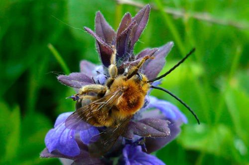 Животные, занесенные в Красную книгу Красноярского края - названия, описание
