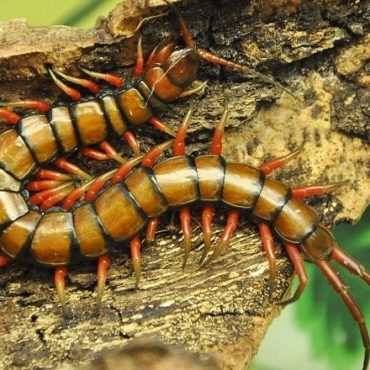 Сколопендра, внешний вид