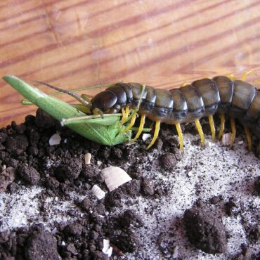 Сколопендра в домашних условиях